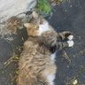 NH animal lover🇵🇹🇺🇸🐕🦺🐈⬛'s profile picture