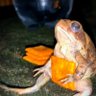 Cheezit Frog 的头像
