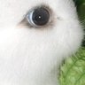 Profilbild von Husky Spread