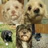 picky bozzo profil fotoğrafı