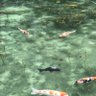 Фото профиля 小林伸江 背骨コンディショニングと分子栄養学と政治