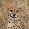 Gurubramha's profile picture