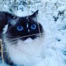 暗号猫まろ's profile picture