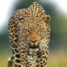 De Muya's profile picture