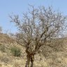 Фото профиля Ibrahim Alghamdi