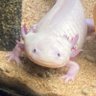 Profilbild von のらくろ 「脱皮はまだッピ」認知率向上委員会会長