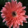 Jane Croteau's profile picture