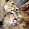 Nova_S profil fotoğrafı