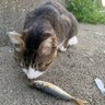花ちゃん 的头像