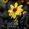 Asma Salman's profile picture