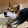 まーちゃん profil fotoğrafı
