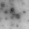 Novelvirus 的头像