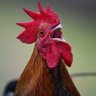 Фото профиля asdchicken