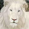 White Lion's profile picture