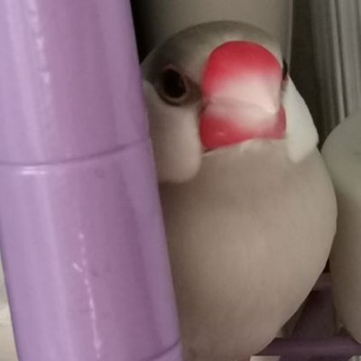 鄧 佳湄 トウジャメイ's profile picture
