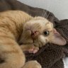 天の邪鬼's profile picture