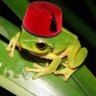 Фото профиля froggy in a fez