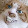 猫野郎's profile picture