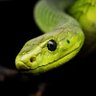 Nite Serpent 的头像