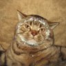 Profilbild von Йобаные Рога