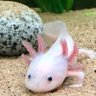 Profilbild von Cyanosis