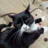 Profilbild von 猫酒場