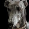 Profilbild von The Groovy Hounds
