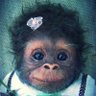 Le singe 🍌🍌 的头像