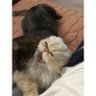 Andrea Jeep Fronter's profile picture