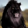 VG Vense Bitcoin profil fotoğrafı