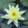 LotusBloom77 profil fotoğrafı