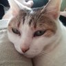 ãããã's profile picture