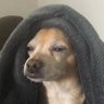 Фото профиля Skeptical_Dog