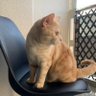 ラテ🐈アメショ 的头像