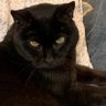 Фото профиля Greeny Kat