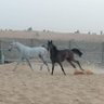 Фото профиля الـشُـبَـرَمْـــي