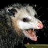Фото профиля Opposum 2.0.2