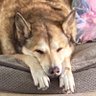 Woof of Wallstreet's profile picture