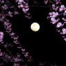 Фото профиля はく