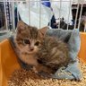ハム profil fotoğrafı