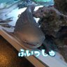Profilbild von 🐟ふぃっしゅ🐟🎣