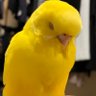 ヒスイ@pmg profil fotoğrafı