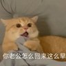 chai. 的头像