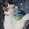 ふじたま 的头像