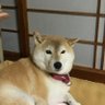 貴名子 profil fotoğrafı