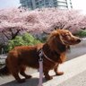 だっくす憤怒🐾~2匹目's profile picture