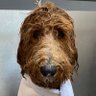 Ziggy profil fotoğrafı