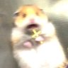 ハムとエッグの中間's profile picture