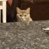 Tamis Luci profil fotoğrafı