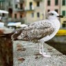 curoci profil fotoğrafı